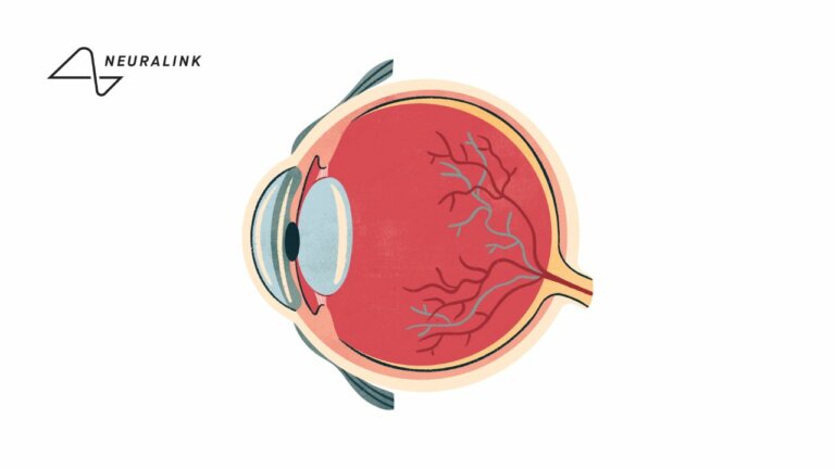Имплант компьютерного зрения Blindsight от Neuralink должен подарить зрение слепым